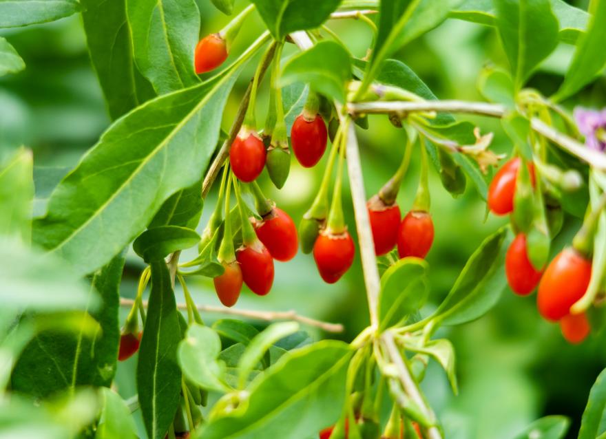 紅果果，綠桿桿，吃完一起降糖糖